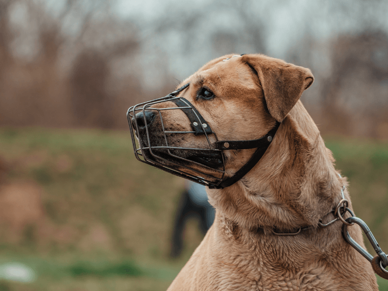 Hundehaltegesetz